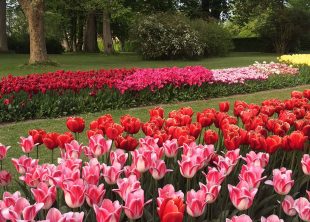 Tulipaner i slotsparken på Gavnø