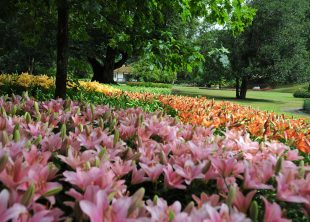 Smukke liljer i slotsparken på Gavnø