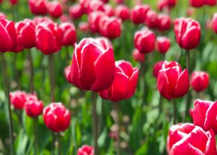 Tulipaner i røde farver på Gavnø