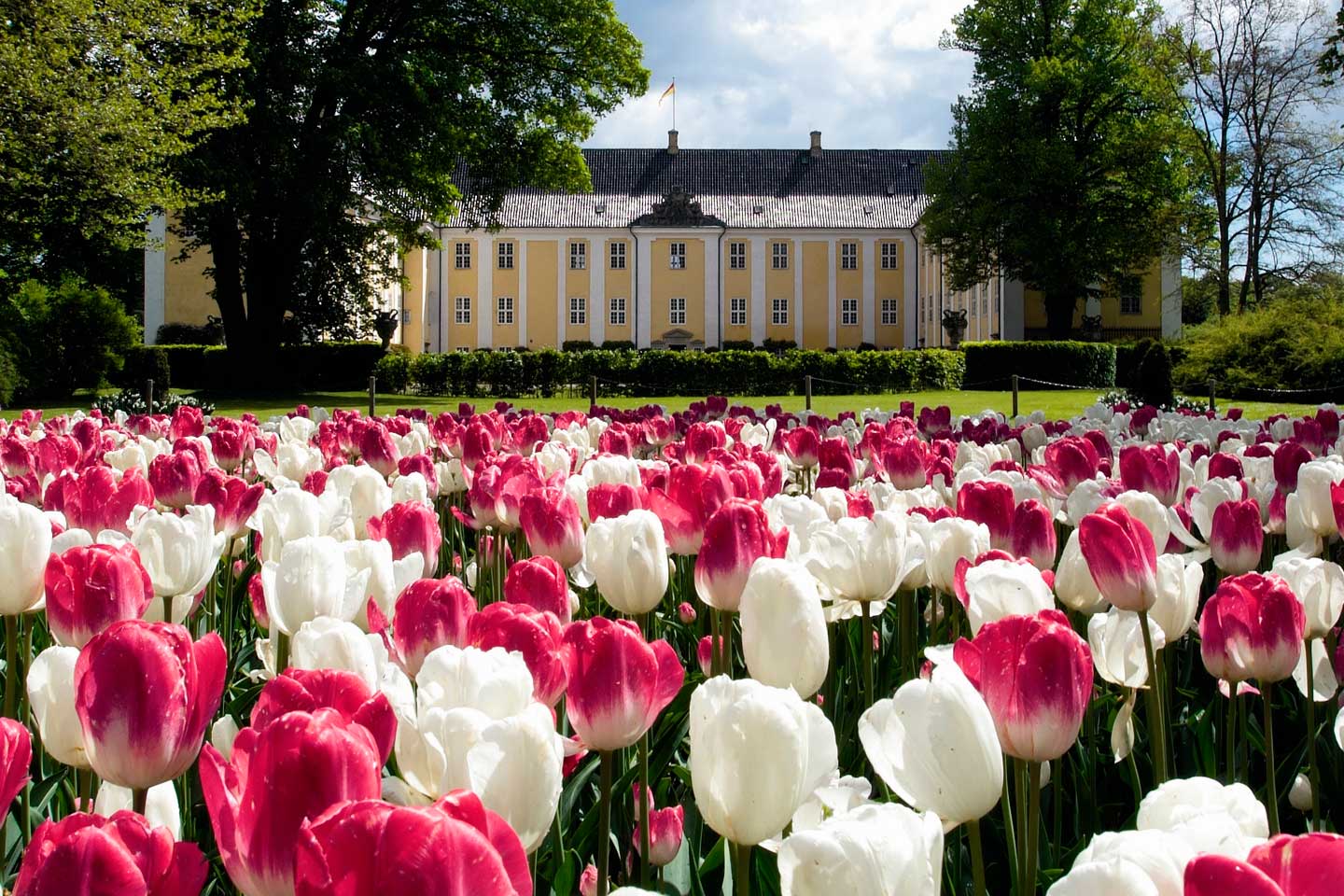 Slotsparken på Gavnø i fuldt flor med tulipaner